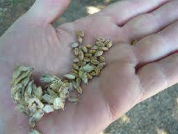 A Handful of Grain
