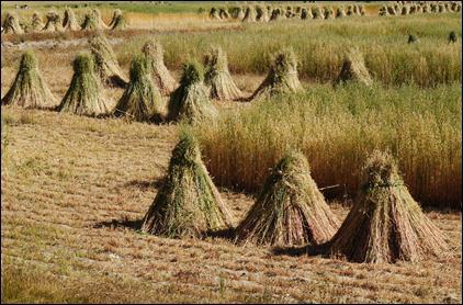 Sheaves of Wheat in Field