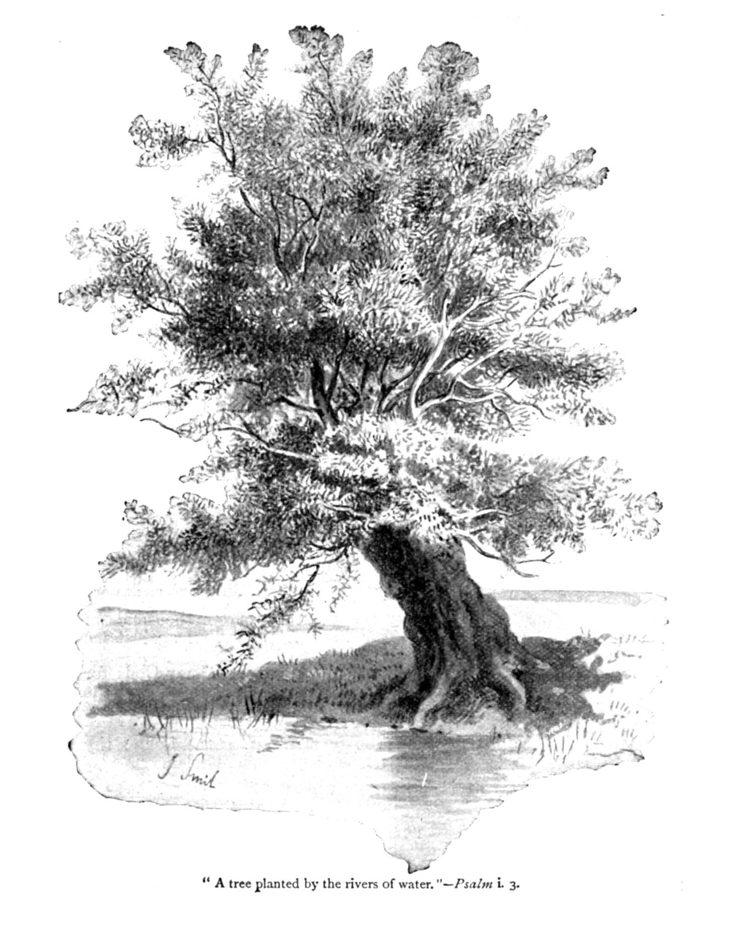 A Tree Planted by a River