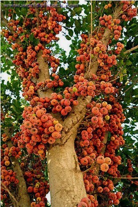 Sycamore-fig