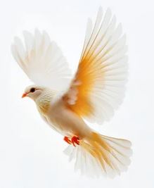 Gold Dove